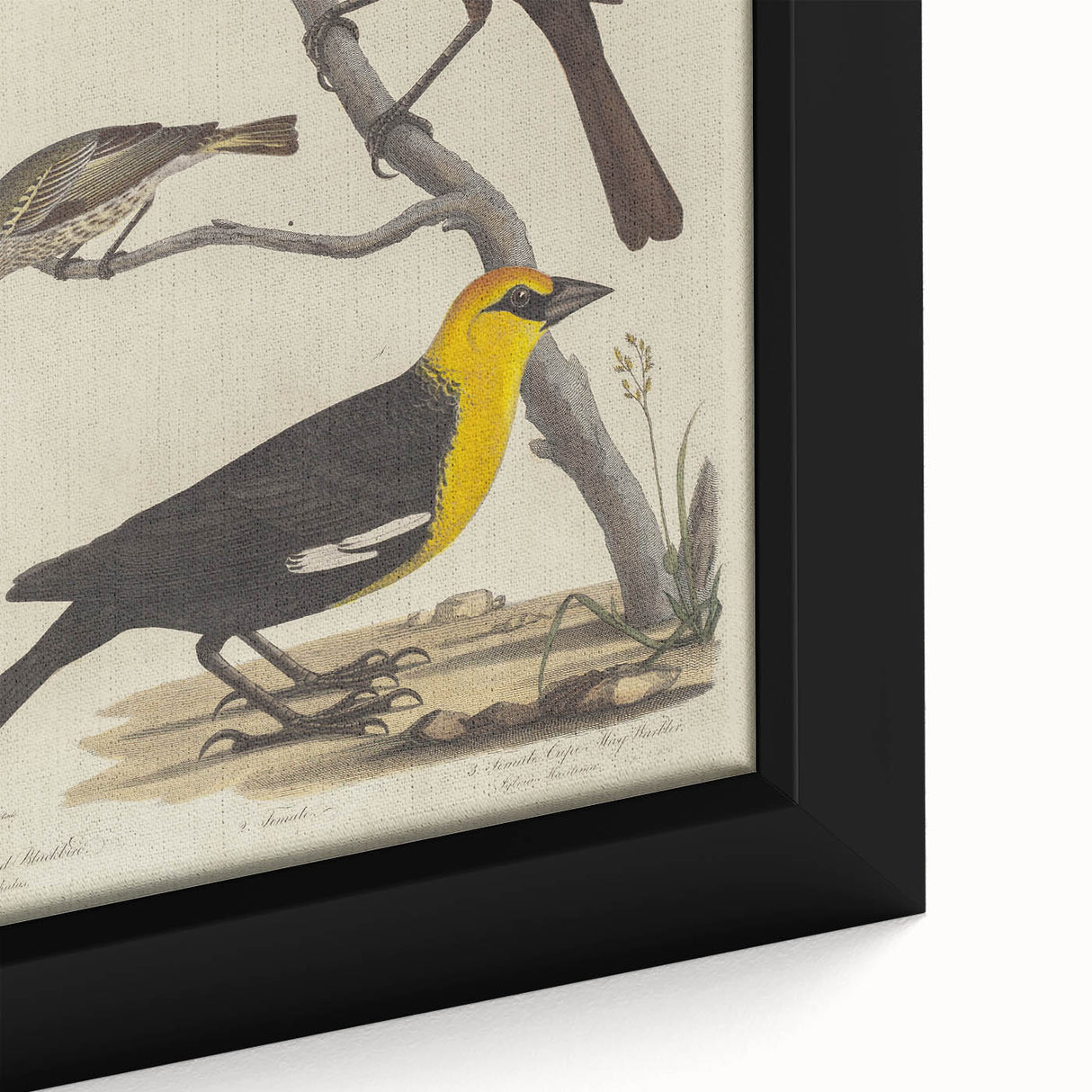 Grunge Aesthetic Art: Vintage Bird Illustration Grunge Canvas Print