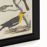 Grunge Aesthetic Art: Vintage Bird Illustration Grunge Canvas Print