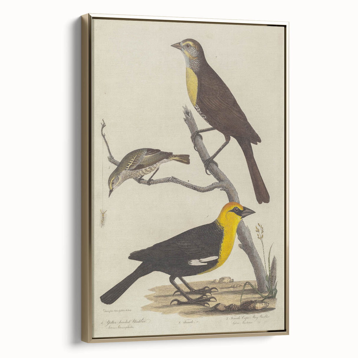 Grunge Aesthetic Art: Vintage Bird Illustration Grunge Canvas Print