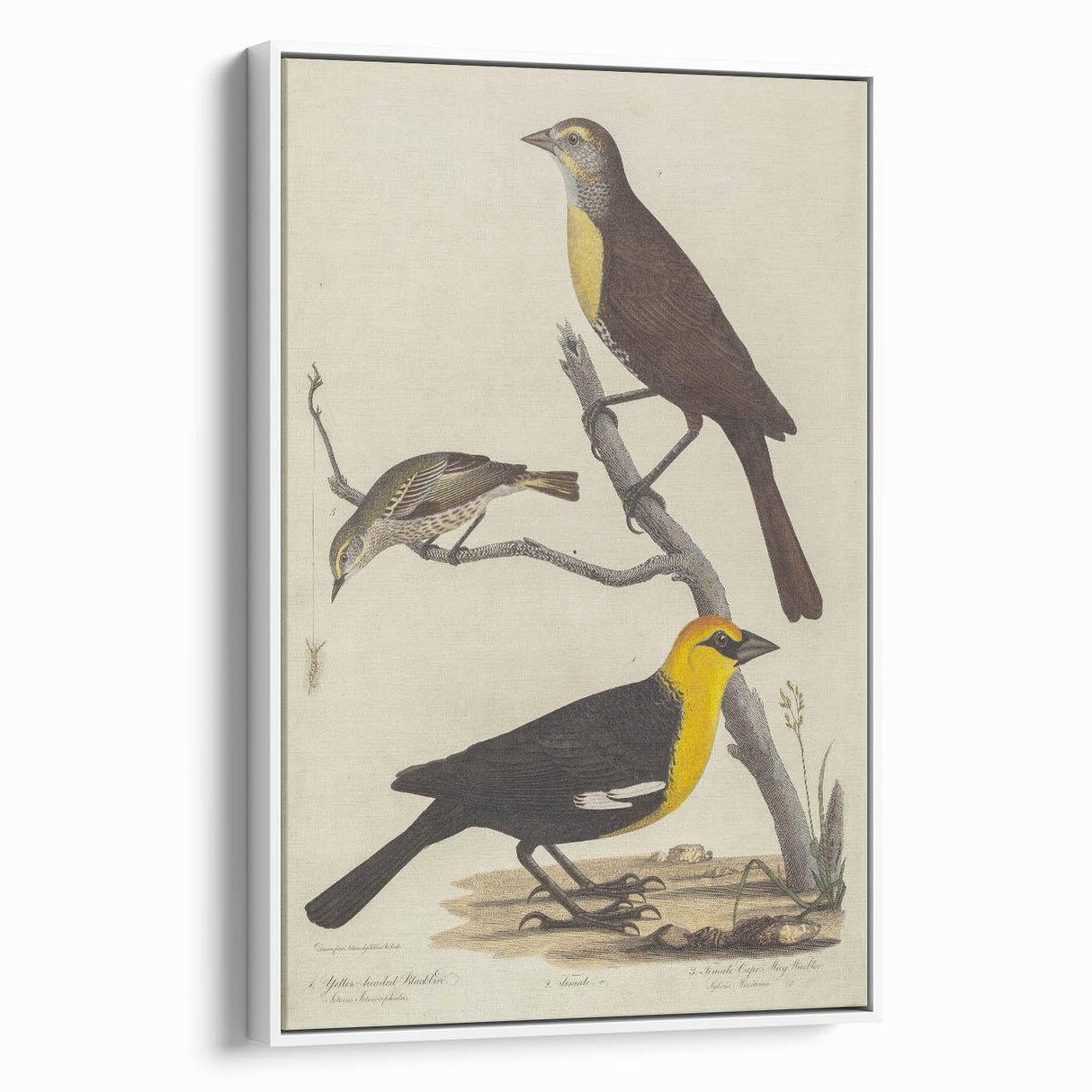 Grunge Aesthetic Art: Vintage Bird Illustration Grunge Canvas Print