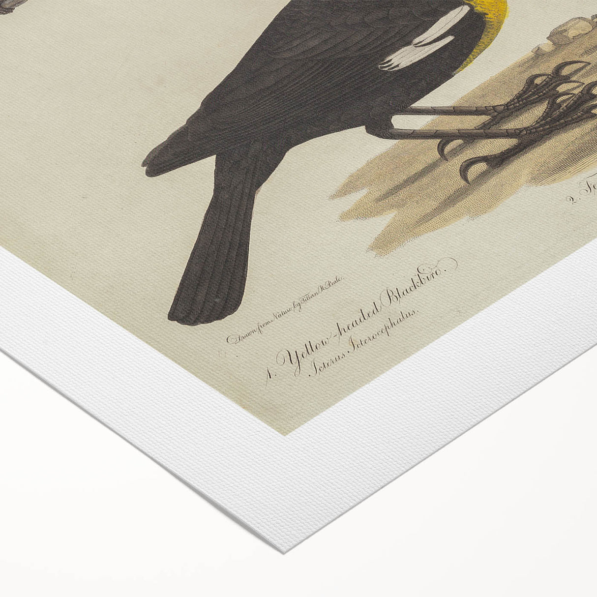 Grunge Aesthetic Art: Vintage Bird Illustration Grunge Canvas Print