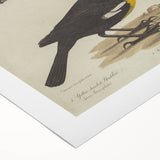 Grunge Aesthetic Art: Vintage Bird Illustration Grunge Canvas Print