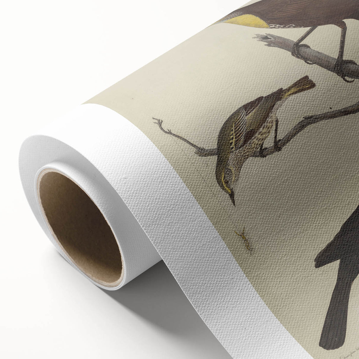 Grunge Aesthetic Art: Vintage Bird Illustration Grunge Canvas Print