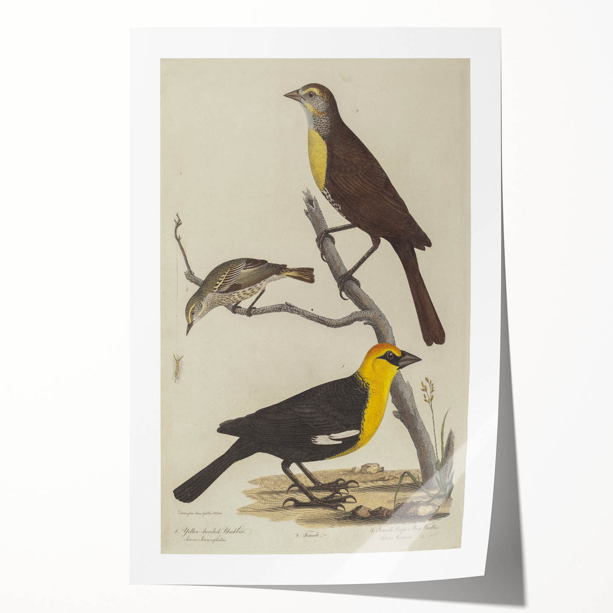Grunge Aesthetic Art: Vintage Bird Illustration Grunge Canvas Print
