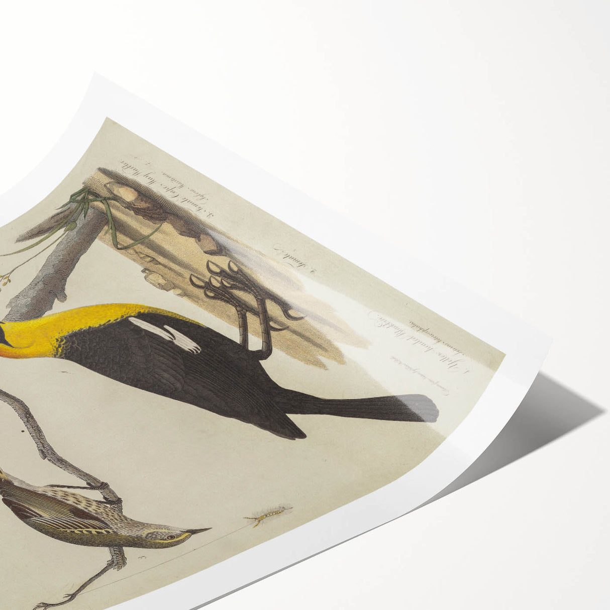 Grunge Aesthetic Art: Vintage Bird Illustration Grunge Canvas Print
