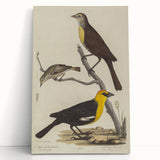 Grunge Aesthetic Art: Vintage Bird Illustration Grunge Canvas Print