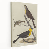 Grunge Aesthetic Art: Vintage Bird Illustration Grunge Canvas Print
