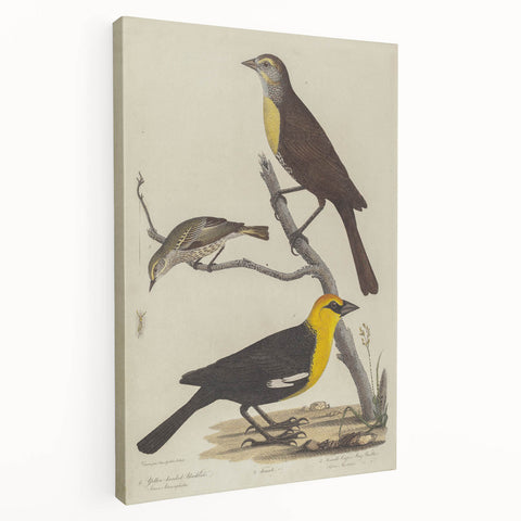 Grunge Aesthetic Art: Vintage Bird Illustration Grunge Canvas Print
