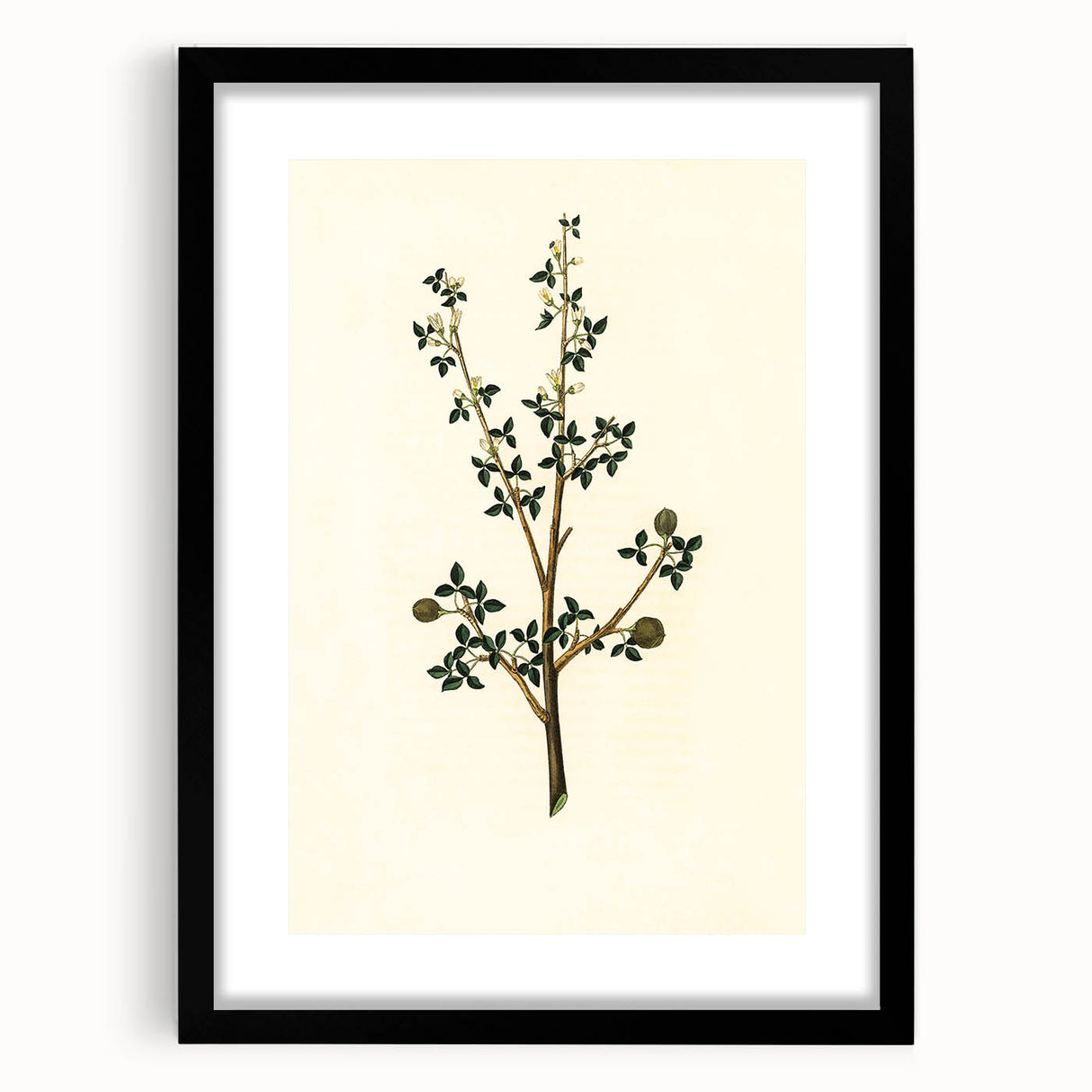 Vintage Grunge Botanical Print - Minimalist Greenery Canvas Wall Art