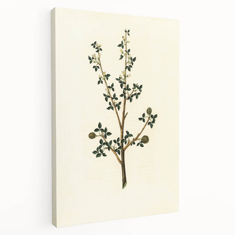 Vintage Grunge Botanical Print - Minimalist Greenery Canvas Wall Art