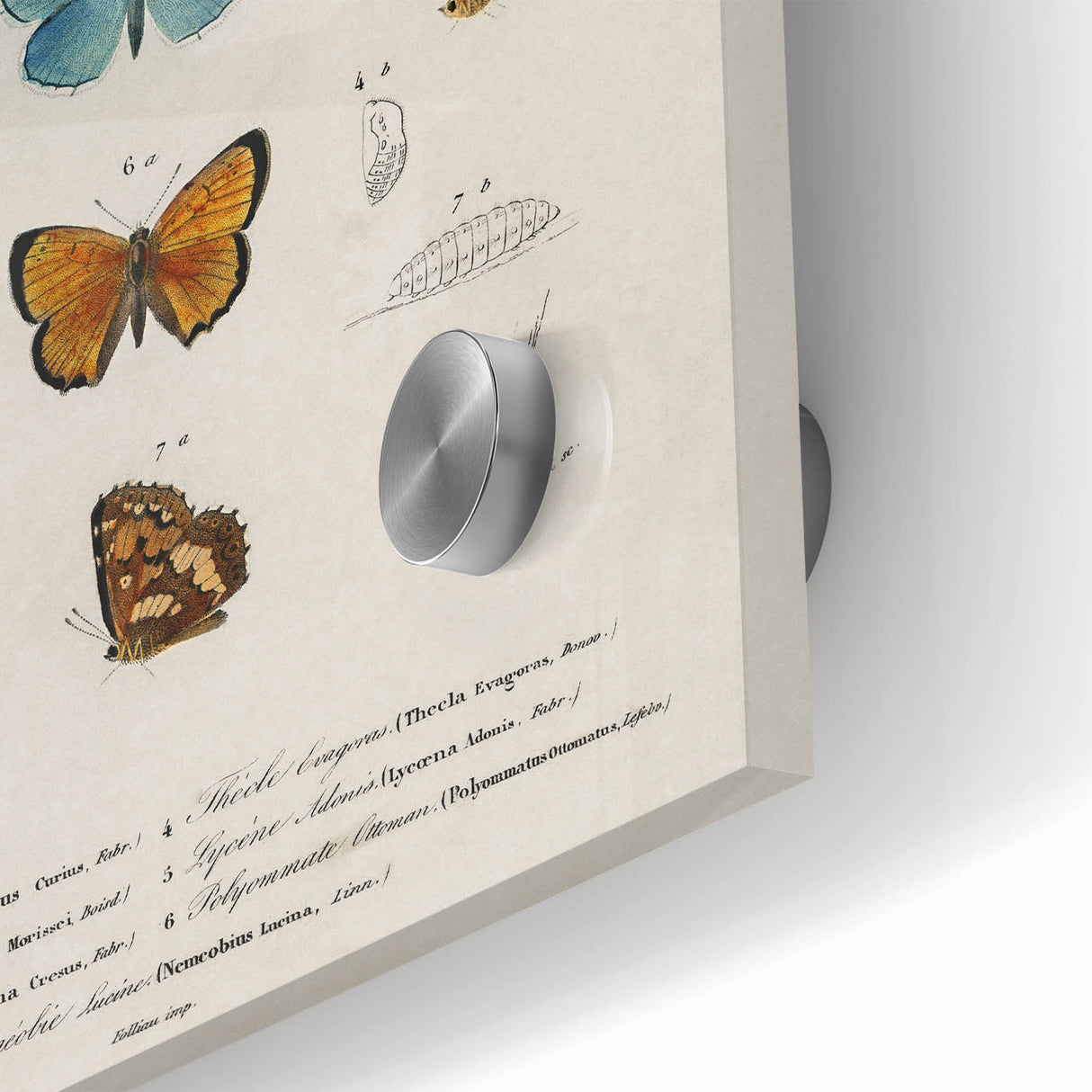 Vintage Grunge Butterfly Chart - Distressed Insect Canvas Wall Art