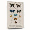 Vintage Grunge Butterfly Chart - Distressed Insect Canvas Wall Art