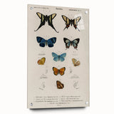 Vintage Grunge Butterfly Chart - Distressed Insect Canvas Wall Art