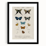 Vintage Grunge Butterfly Chart - Distressed Insect Canvas Wall Art