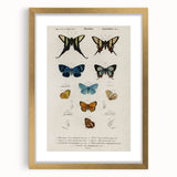 Vintage Grunge Butterfly Chart - Distressed Insect Canvas Wall Art