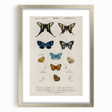 Vintage Grunge Butterfly Chart - Distressed Insect Canvas Wall Art