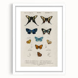 Vintage Grunge Butterfly Chart - Distressed Insect Canvas Wall Art