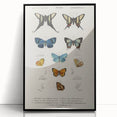 Vintage Grunge Butterfly Chart - Distressed Insect Canvas Wall Art