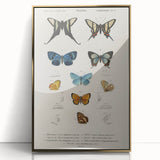 Vintage Grunge Butterfly Chart - Distressed Insect Canvas Wall Art