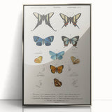 Vintage Grunge Butterfly Chart - Distressed Insect Canvas Wall Art