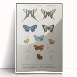 Vintage Grunge Butterfly Chart - Distressed Insect Canvas Wall Art