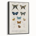 Vintage Grunge Butterfly Chart - Distressed Insect Canvas Wall Art