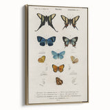 Vintage Grunge Butterfly Chart - Distressed Insect Canvas Wall Art