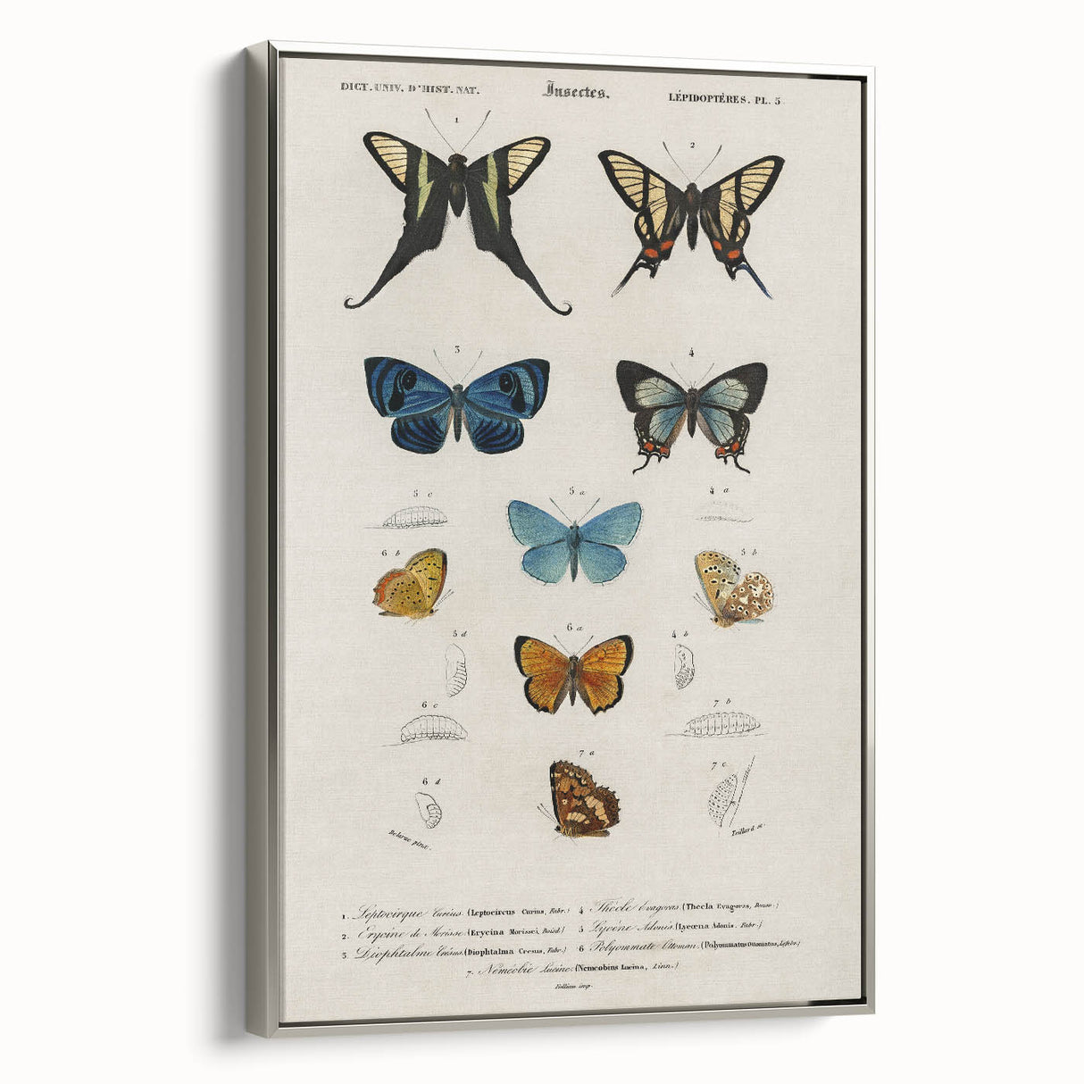 Vintage Grunge Butterfly Chart - Distressed Insect Canvas Wall Art