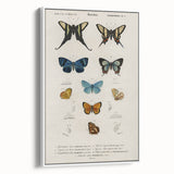Vintage Grunge Butterfly Chart - Distressed Insect Canvas Wall Art