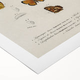 Vintage Grunge Butterfly Chart - Distressed Insect Canvas Wall Art