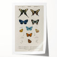 Vintage Grunge Butterfly Chart - Distressed Insect Canvas Wall Art