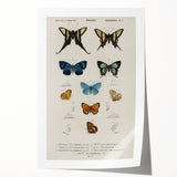 Vintage Grunge Butterfly Chart - Distressed Insect Canvas Wall Art