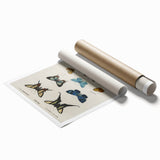 Vintage Grunge Butterfly Chart - Distressed Insect Canvas Wall Art