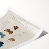 Vintage Grunge Butterfly Chart - Distressed Insect Canvas Wall Art