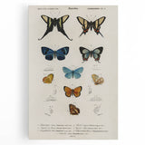 Vintage Grunge Butterfly Chart - Distressed Insect Canvas Wall Art