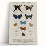 Vintage Grunge Butterfly Chart - Distressed Insect Canvas Wall Art