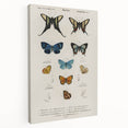 Vintage Grunge Butterfly Chart - Distressed Insect Canvas Wall Art