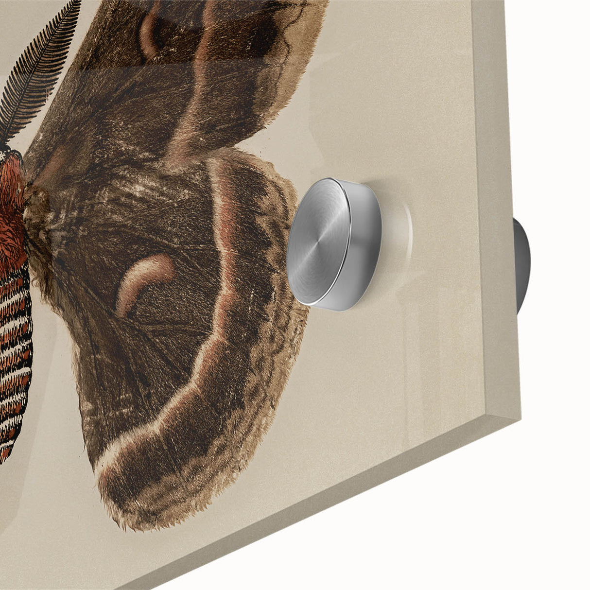 Grunge Aesthetic Art: Vintage Moth Illustration Grunge Canvas Print