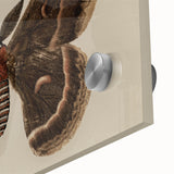 Grunge Aesthetic Art: Vintage Moth Illustration Grunge Canvas Print