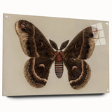 Grunge Aesthetic Art: Vintage Moth Illustration Grunge Canvas Print
