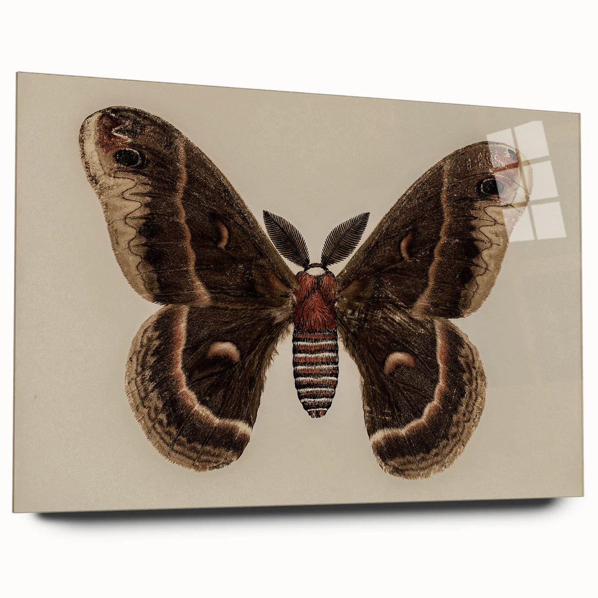 Grunge Aesthetic Art: Vintage Moth Illustration Grunge Canvas Print