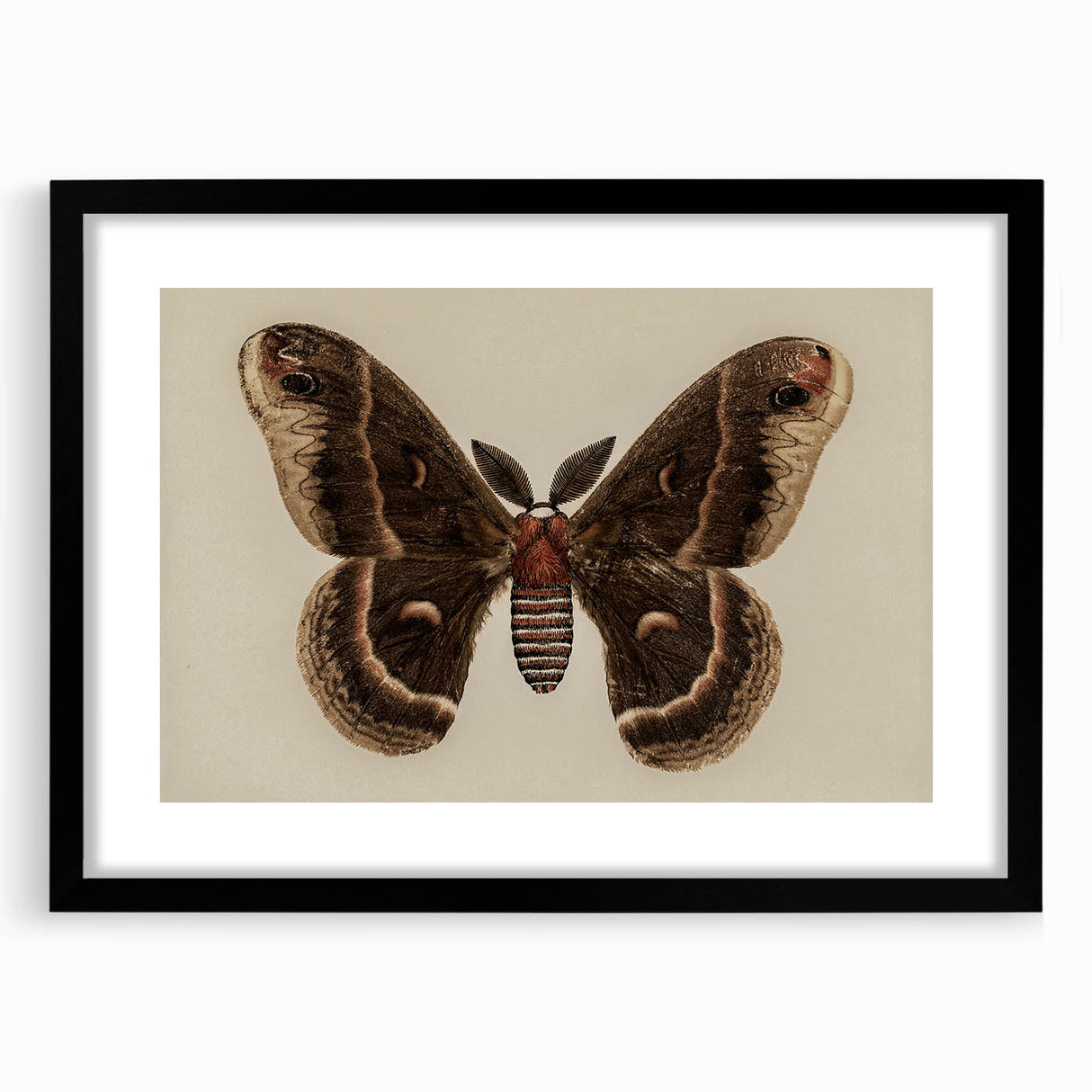 Grunge Aesthetic Art: Vintage Moth Illustration Grunge Canvas Print