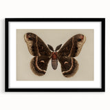 Grunge Aesthetic Art: Vintage Moth Illustration Grunge Canvas Print
