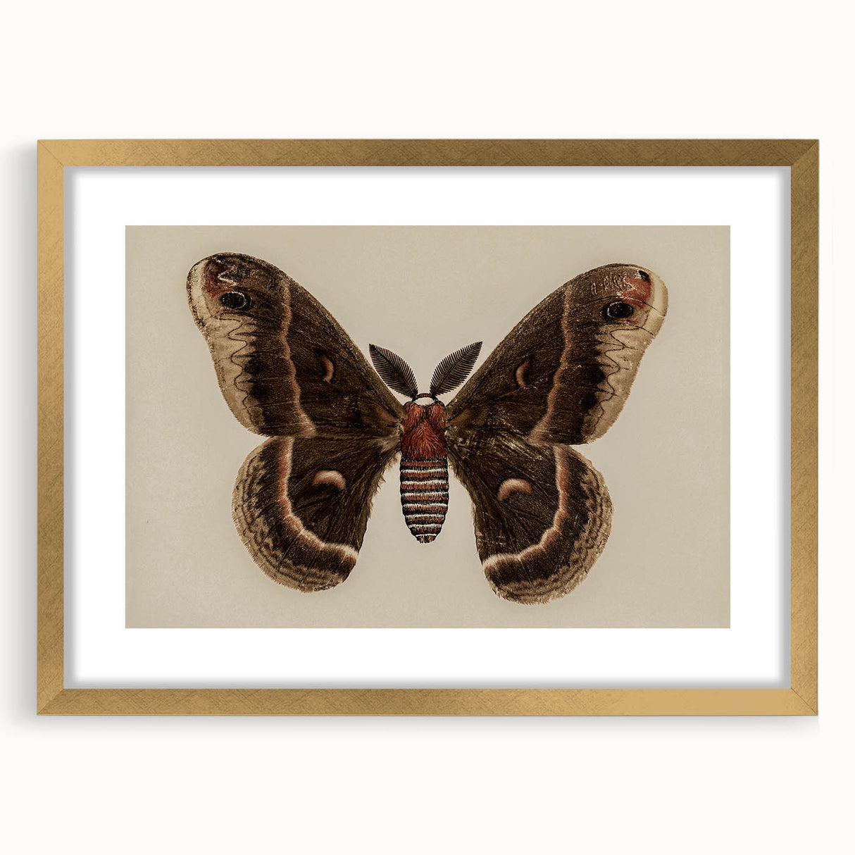Grunge Aesthetic Art: Vintage Moth Illustration Grunge Canvas Print