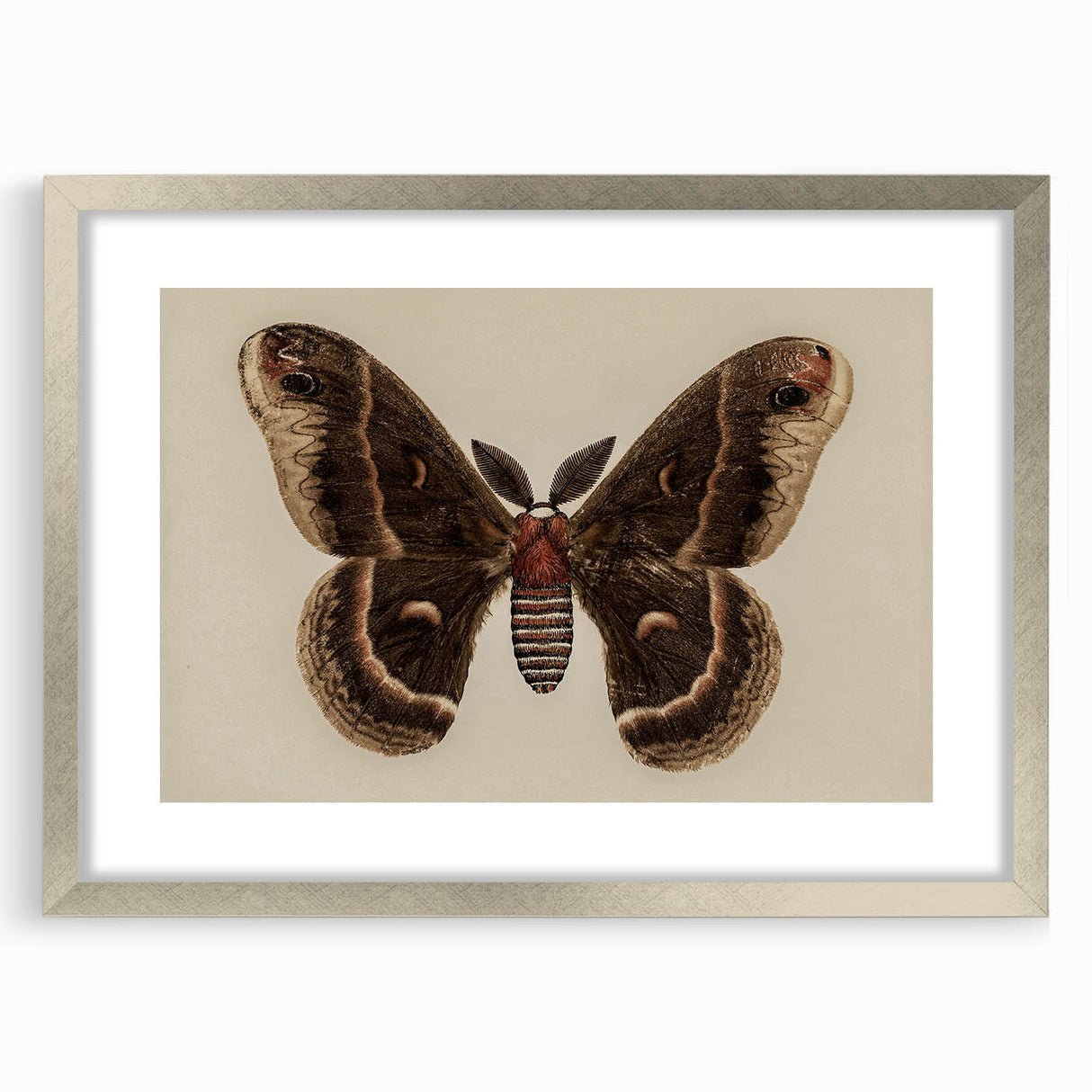 Grunge Aesthetic Art: Vintage Moth Illustration Grunge Canvas Print