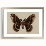 Grunge Aesthetic Art: Vintage Moth Illustration Grunge Canvas Print