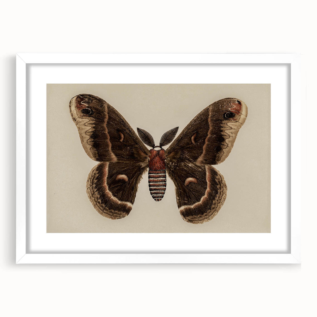Grunge Aesthetic Art: Vintage Moth Illustration Grunge Canvas Print