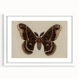 Grunge Aesthetic Art: Vintage Moth Illustration Grunge Canvas Print
