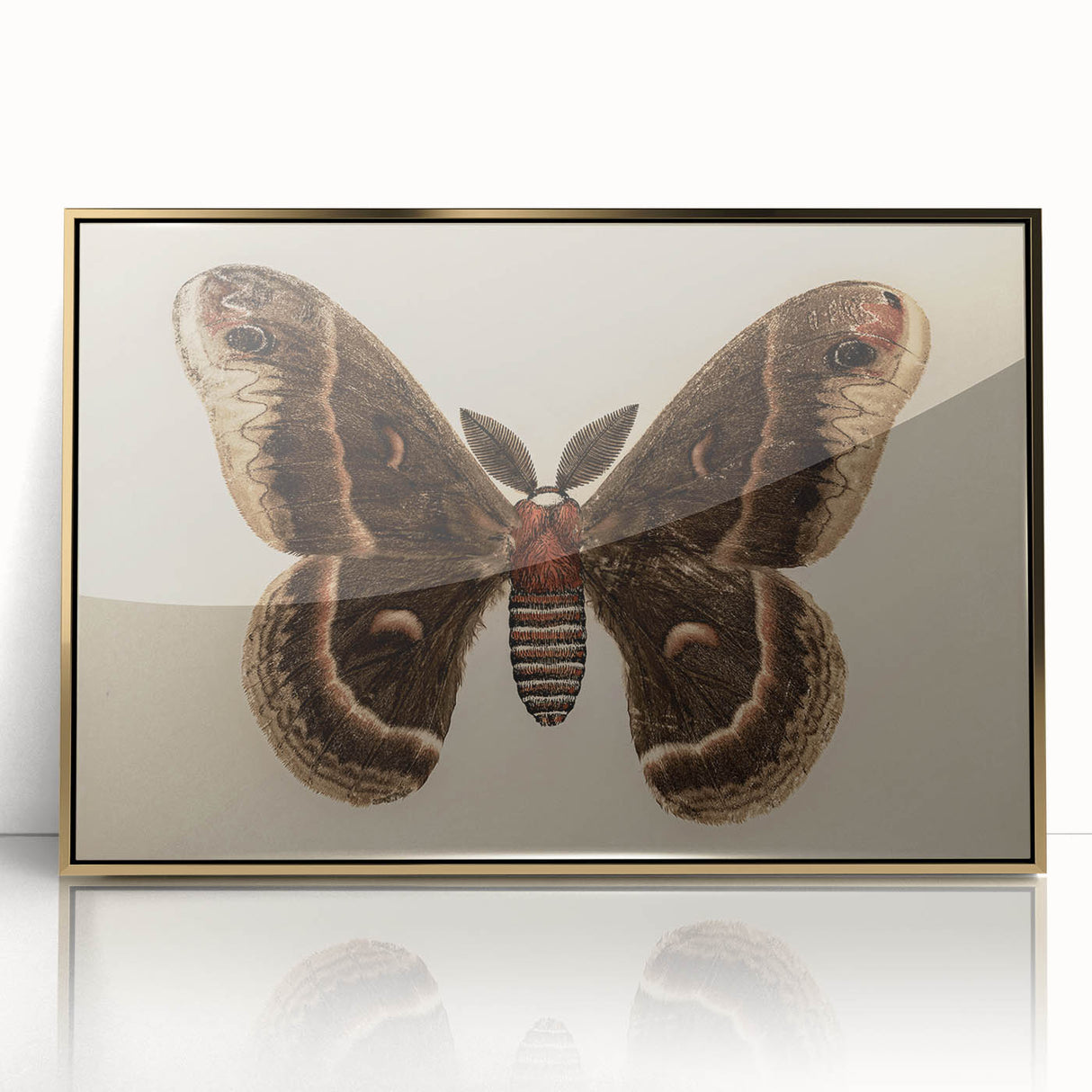 Grunge Aesthetic Art: Vintage Moth Illustration Grunge Canvas Print