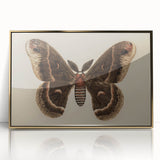 Grunge Aesthetic Art: Vintage Moth Illustration Grunge Canvas Print